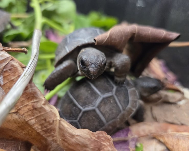 Baby giant tortoises thrive in Seychelles after first successful artificial incubation Baby giant tortoises thrive in Seychelles after first successful artificial incubation