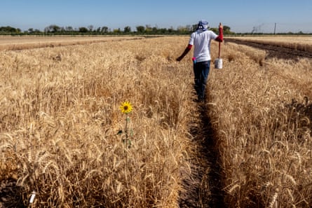 Omar Chavira, a technician from CIMMYT, marking where the lots will be made.