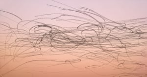 Birds drawing long, smooth, interescting lines in a sunset sky