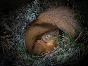 Drey Dreaming by Neil Anderson, showing a Eurasian red squirrel asleep in a box.