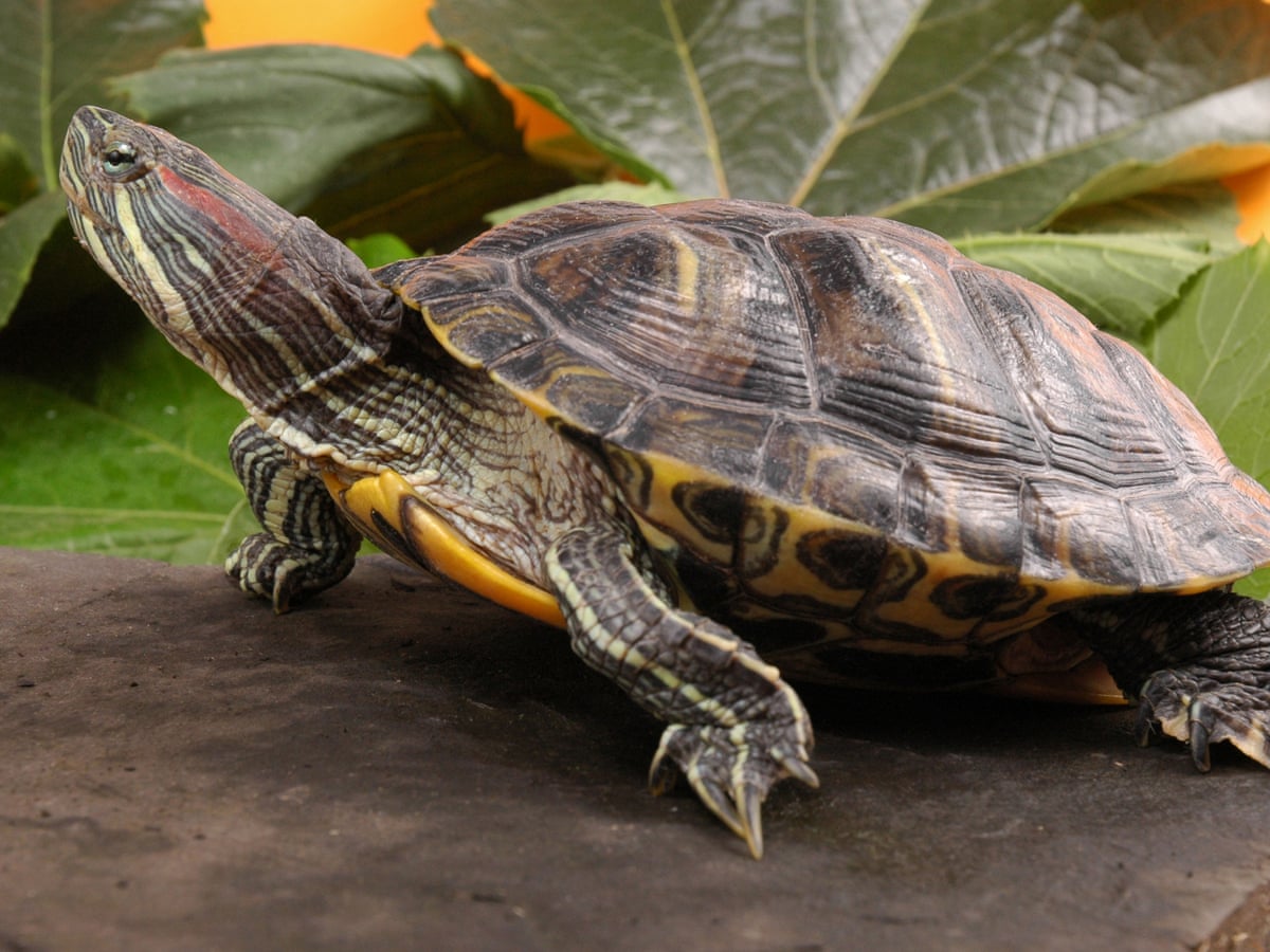 Woman searches for missing 78-year-old turtle she's had since she was five | Maryland | The Guardian