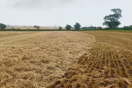 The partly flattened barley field Barton-le-Willows, North Yorkshire