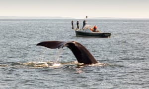 A North Atlantic right whale dives, near a New England Aquarium research boat.