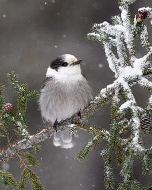 A Canadian jay on a snowy branch