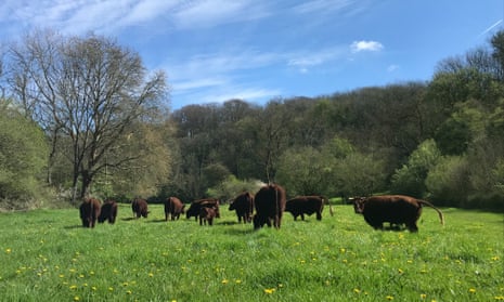 Sarah's cattle in the river meadow.