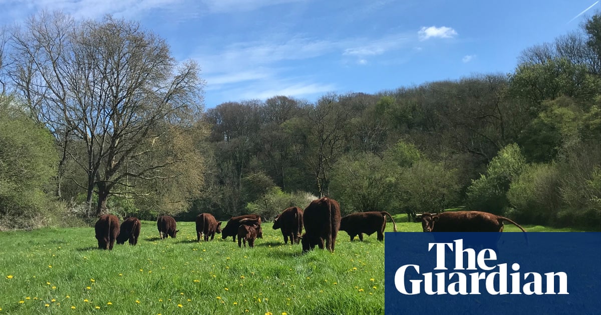 Country diary: Letting go of a cow we hold dear | Farming | The Guardian