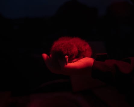 A newborn chick, bathed in red light, in the palm of someone’s hand