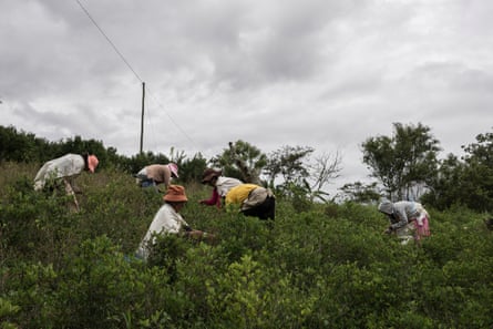 Six women on a hillside pick leaves from bushes