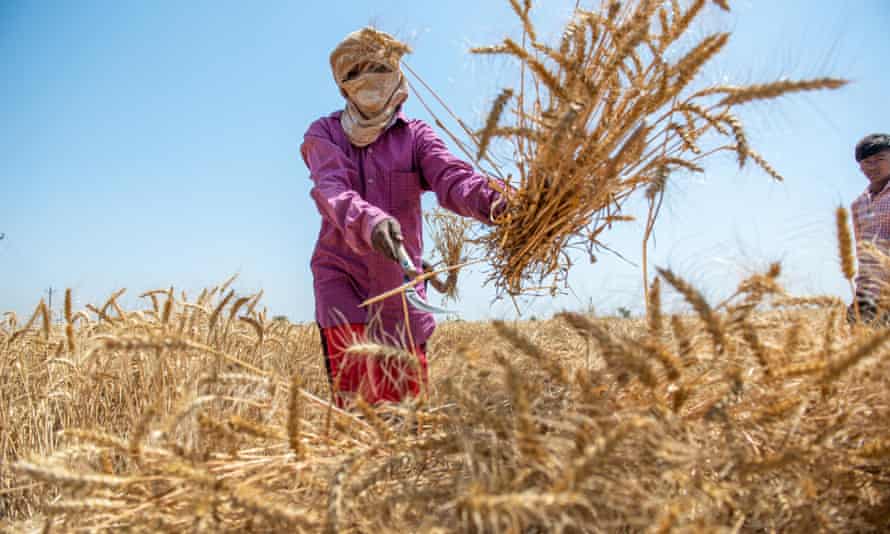 Wheat harvesting season in Ghaziabad, India. When heat and humidity is high, people cannot work safely in the fields.