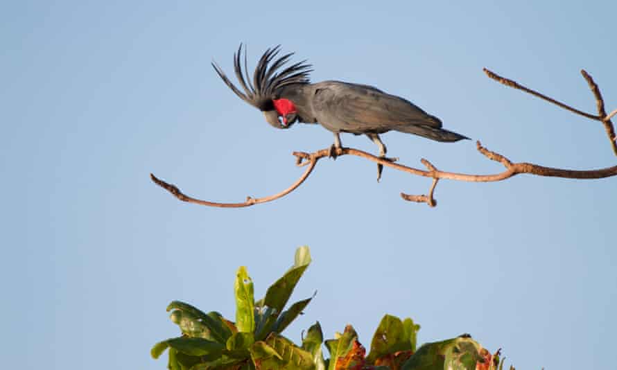 A black and red palm cockatoo on a branch