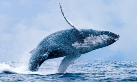 Humpback whale numbers have recovered to about 100,000 since the hunting ban. 