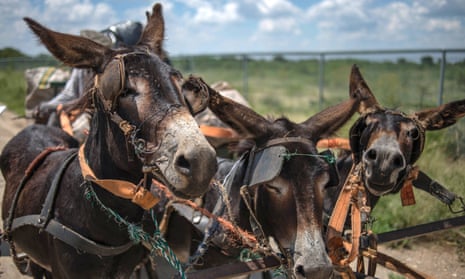 Demand from China for donkey skins has inflated donkey prices beyond what small farmers can afford. In Kenya the price of donkeys’ has tripled in one year. 