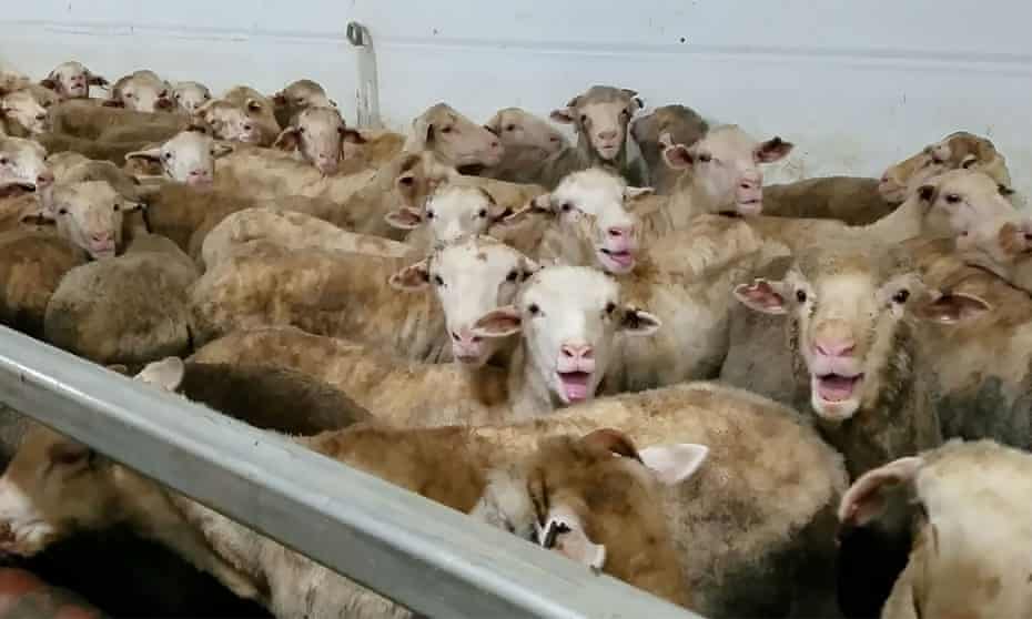 Distressed sheep onboard livestock carrier Awassi Express, en route from Australia to the Middle East.