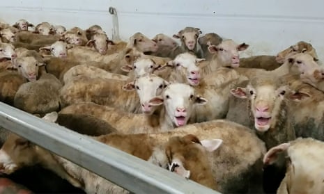 Distressed sheep on livestock carrier Awassi Express