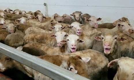 A three-month ban on live sheep exports from Australia to the Middle East could extend to 30 September under options being considered