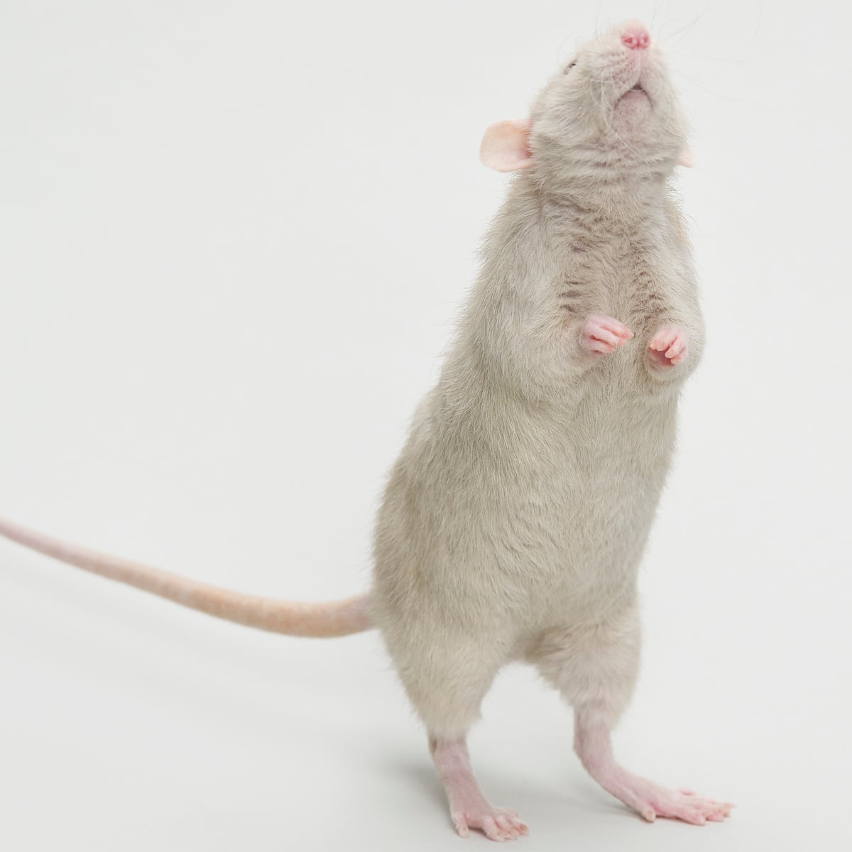 Slaves to the rhythm: rats can't resist a good beat, researchers say |  Science | The Guardian