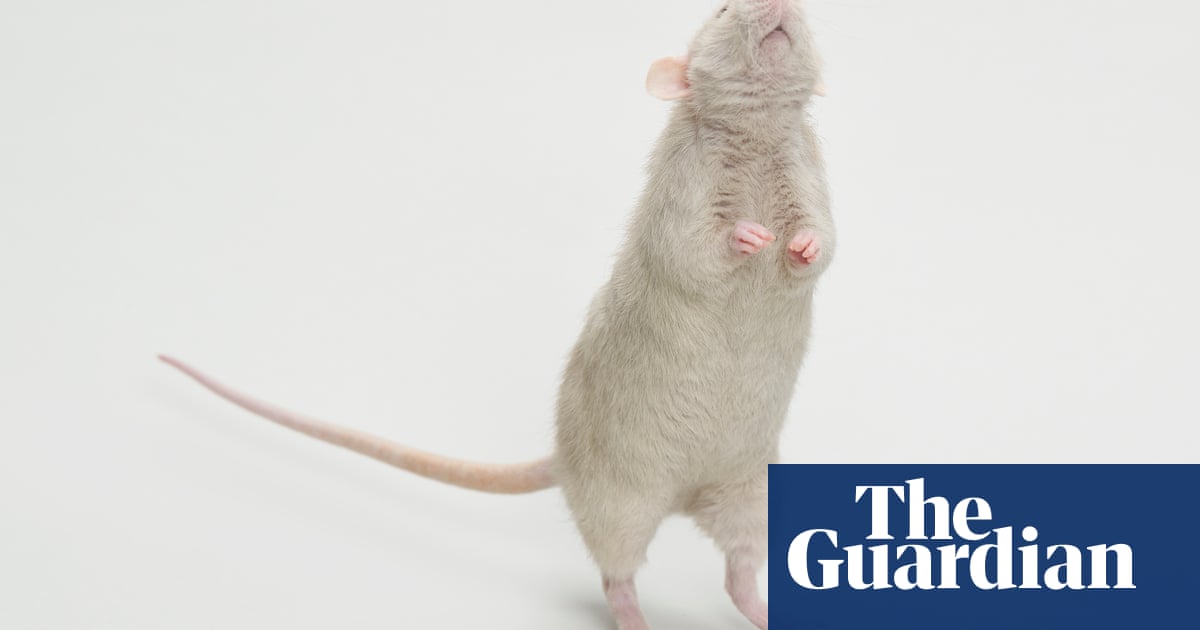 Slaves to the rhythm: rats can’t resist a good beat, researchers say