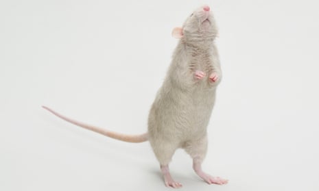 White rat standing on two legs