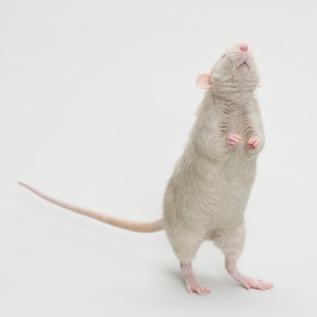 A white lab rat