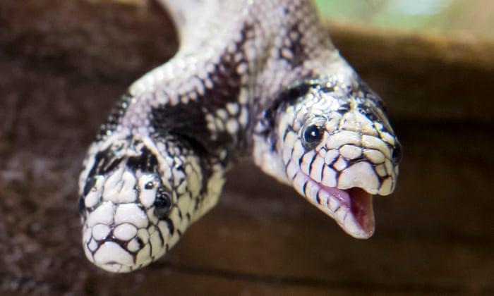 Rare Two Headed Snake Nicknamed Double Dave Is Found In Us Snakes The Guardian