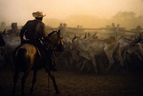 Cowboy guiding cattle, livestock in Pantanal Matogrossense