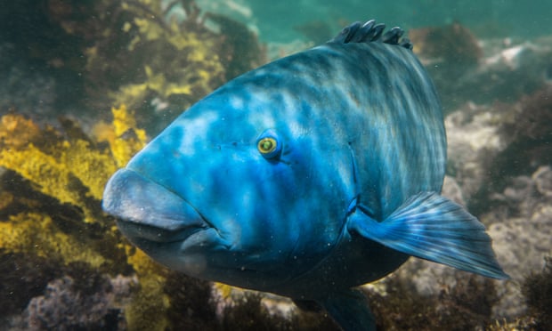 Blue groper: man fined 0 for killing protected fish in Sydney