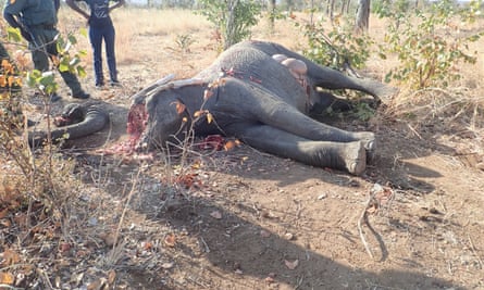 A postmortem being carried out on an elephant.