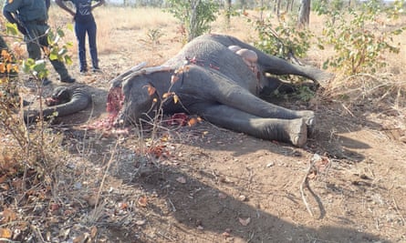 A postmortem being carried out on an elephant. 