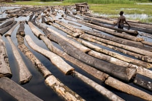Komiyo Ikuejamoye arranges logs on the river