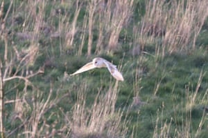 A barn owl seen flying over fields in Sevenoaks, Kent.