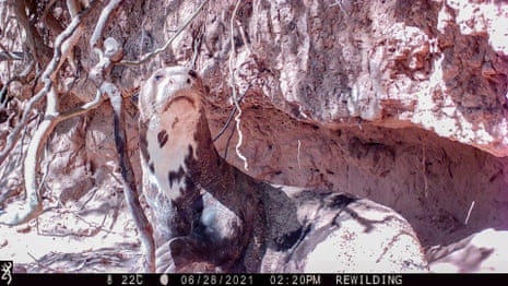 An image of the giant river otter captured by a camera trap.
