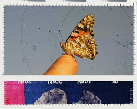 A painted lady butterfly standing on a person’s finger