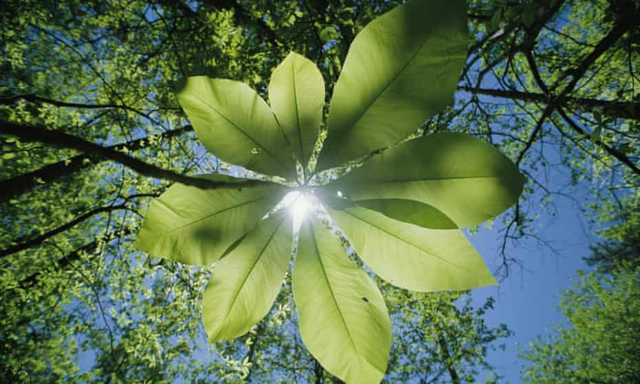Sunlight filters through the leaves of an umbrella tree, North Carolina, US.