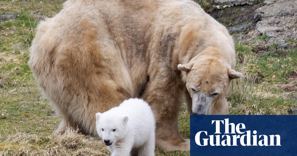 Victoria, UK's oldest polar bear, put down after health problems
