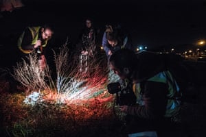 Volunteers look for the wormwood moonshiner beetle in Suffolk, UK.