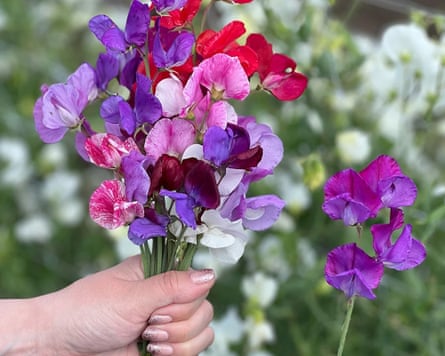 Thompson & Morgan Sweet Pea ‘Scentsational Mix’, Lathyrus odoratus
