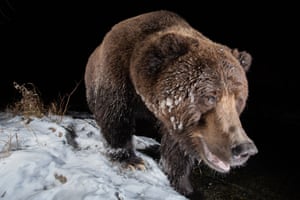 A large brown bear points its snout towards the camera. It is walking across snow-covered grass against a black background. The bear has some snow or water that has frozen on its fur