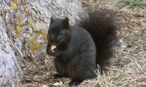 In Britain, black squirrels were imported from North America and then escaped from private zoos.