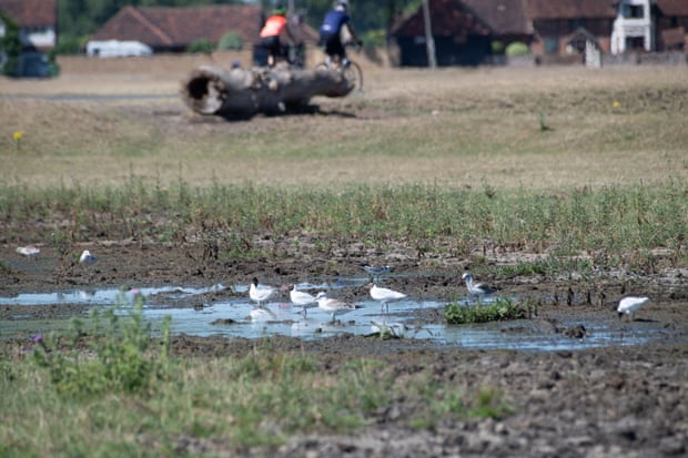 Six birds in a muddy pond of flood waters in Dorney Common, Buckinghamshire