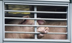 Pigs in a transport truck