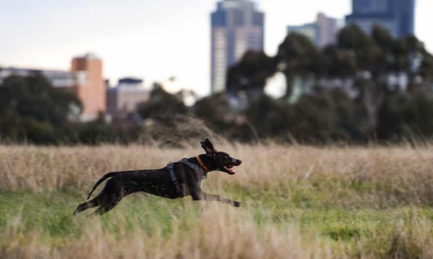 Dog running in a park
