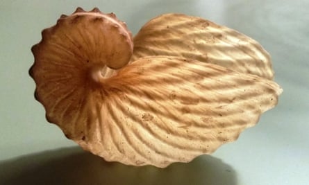 Shell of Argonauta hians. Photograph: Mark Carnall