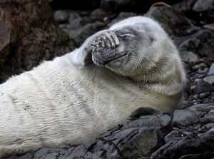 An Atlantic seal pup lies amongst the rocks at St Martinâs Haven, Pembrokeshire.