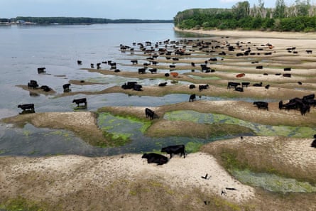 Cattle sit on sand dunes in the dried-out Danube near Calarasi, Romania.