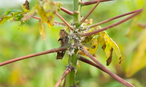 A mealybug attacks a plant in Indonesia. Parasitic wasps have been deployed to combat the bug in some areas, with mixed results.
