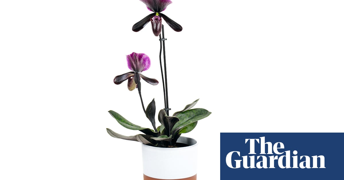 Houseplant clinic: should I be worried by tiny spiders' on my plants?