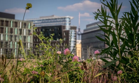 Wildflowers against a backdrop of modern buildings