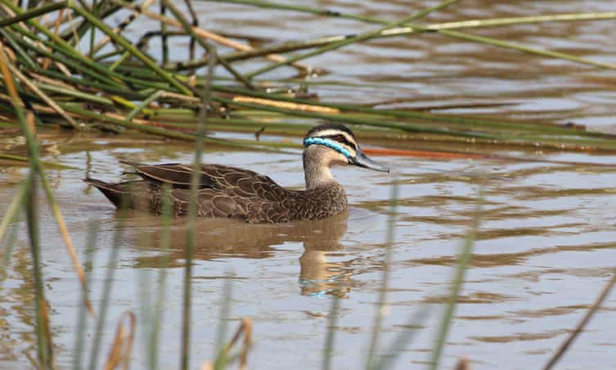 A Pacific black duck with a plastic ring around its head