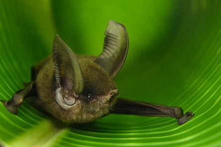 The Madagascar sucker-footed bat belongs to an ancient family of bats found only on the island.