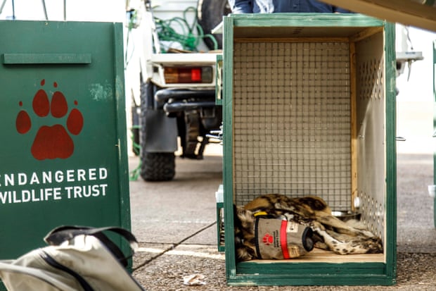 The dogs were sedated and kept in purpose-built crates for part of their journey to Malawi